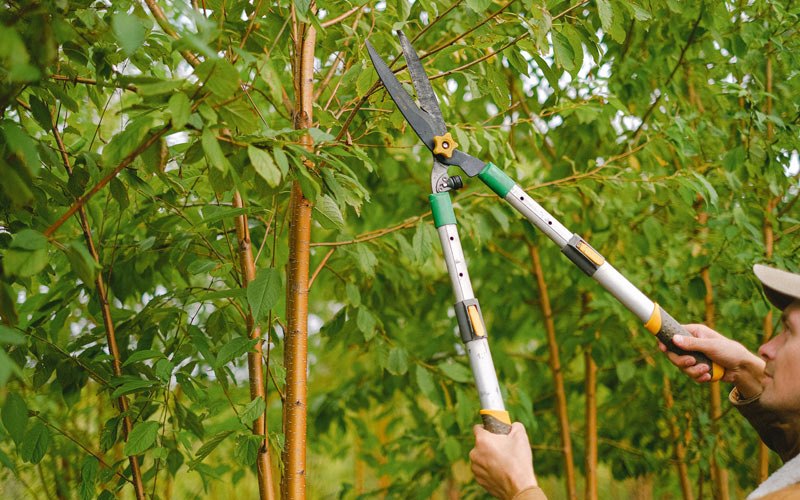 Tree trimming in Templeton, IA